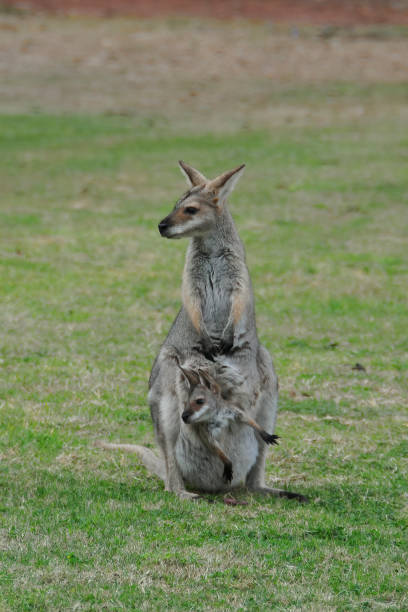 istock Wallaby mother and joey 1312582669