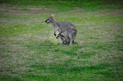 Australian native red necked wallaby’s in the wild