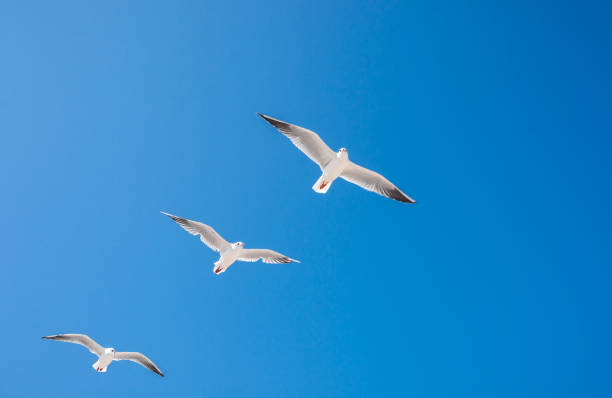 gabbiani uccelli volare in estate nel cielo sopra l'oceano. - 2971 foto e immagini stock