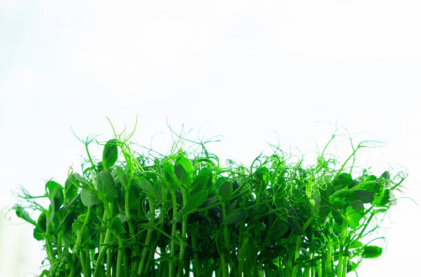 istock Organic spring vitamin diet with herbs. 1312583999