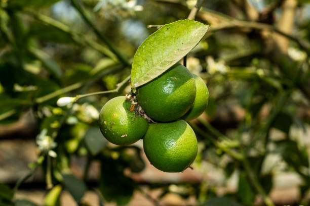 istock There are green malt grown in the backyard and three fruit trees 1312584297
