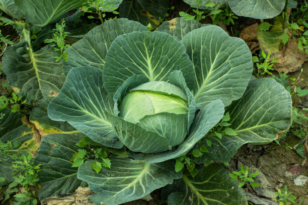 istock Cabbage or badha kopi has numerous pale green leaves vegetables 1312585145