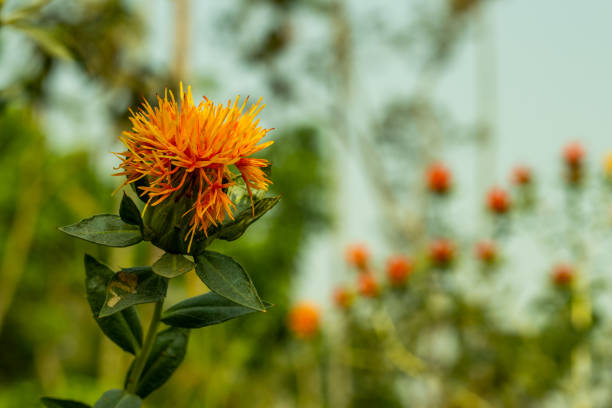 One of the most active ingredient in Dyer's-saffron is called silymarin thistle-like annual plant