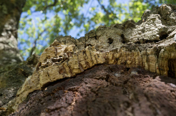 peeled bark of cork oak