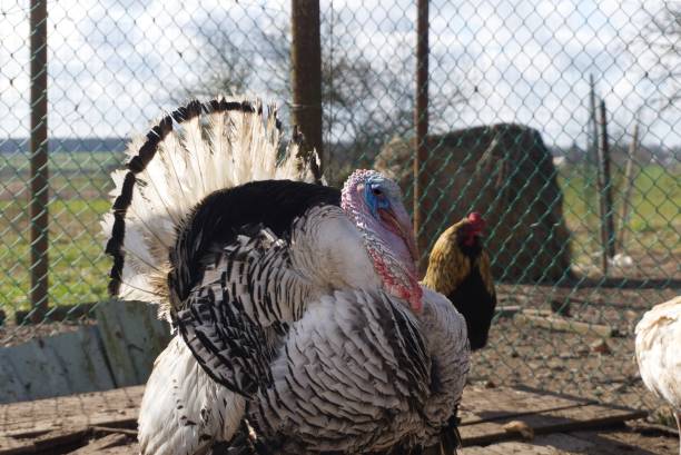 istock Angry turkey in an enclosure in farmyard 1312587312