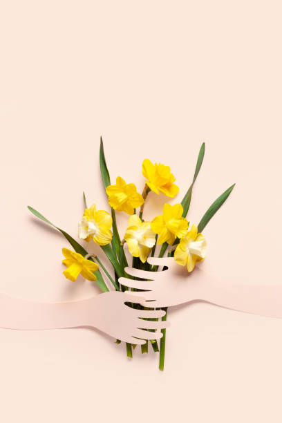 bouquet of daffodils. - mothers day flower gift bouquet imagens e fotografias de stock