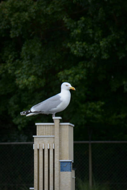 istock European herring gull resting on a structure in the garden 1312588617