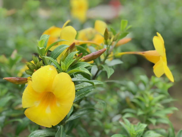 istock Close up yellow flower blooming on garden 1312591021
