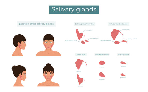 ilustraciones, imágenes clip art, dibujos animados e iconos de stock de ilustración vectorial de las glándulas salivales parótidas, submandibulares y sublinguales. la ubicación de las glándulas salivales. - salivary gland