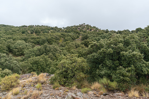 Holm oak forest in Sierra Nevada, there are bushes, there are stones and the sky is cloudy