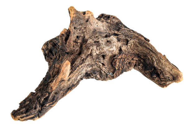 istock Driftwood texture piece of wood 1312595021