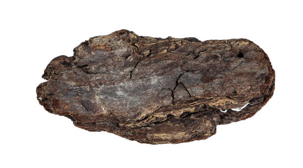 istock Driftwood texture piece of wood 1312595037
