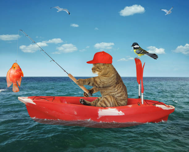 istock Cat caught gold fish from boat 1312595604