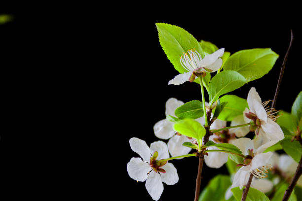 istock A branch of profusely blooming plum on a black background 1312595741