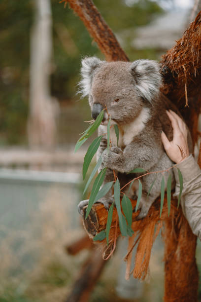 istock Couple in the reserve is playing with a koala 1312596383