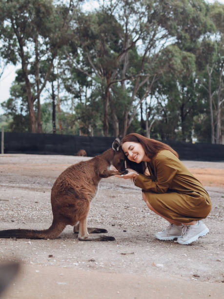 istock Woman in the reserve is playing with a kangaroo 1312596422