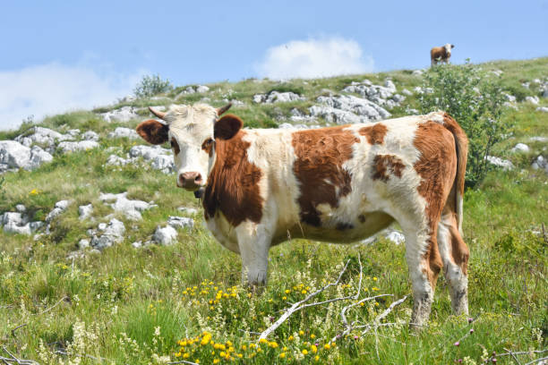 istock Brown cow on meadow 1312597998