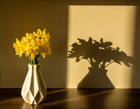Bouquet of yellow daffodils in a white vase. Shadow on the wall.