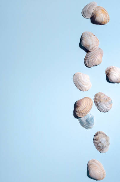 istock Top view of seashells on the bright blue surface.Vertical image 1312599802