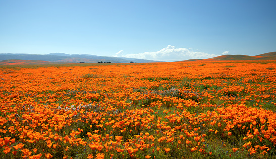 California Golden Poppies under clear sky in the southern California high desert Poppy Preserve