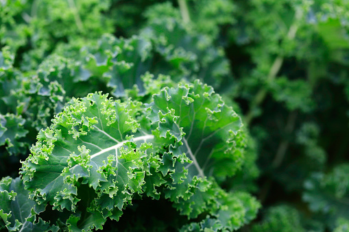 Close-up of Kale, a Leafy Vegetable.  Canon 5DMkii Lens EF100mm f/2.8L Macro IS USM ISO 200