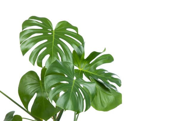 istock Monstera plant on white background 1312601086