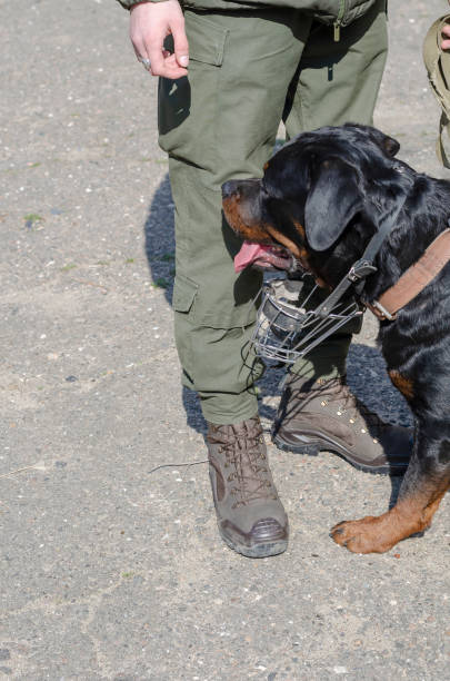 istock Special Service Dogs Concept. A man in military uniform standing 1312601563