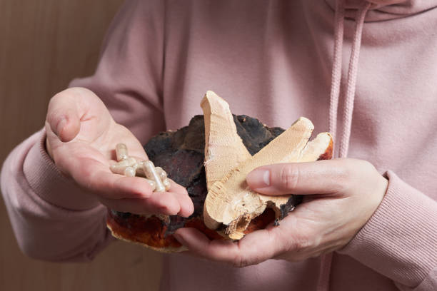 female hands holding sliced reishi mushroom - chinese medicine herb pill nutritional supplement imagens e fotografias de stock