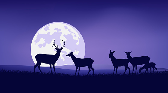 herd of wild deer and baby fawn grazing at night meadow with full moon in sky - wildlife vector scene background