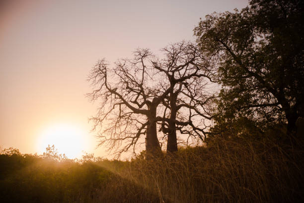 istock Silhouette of Baobab trees in Senegal 1312603236