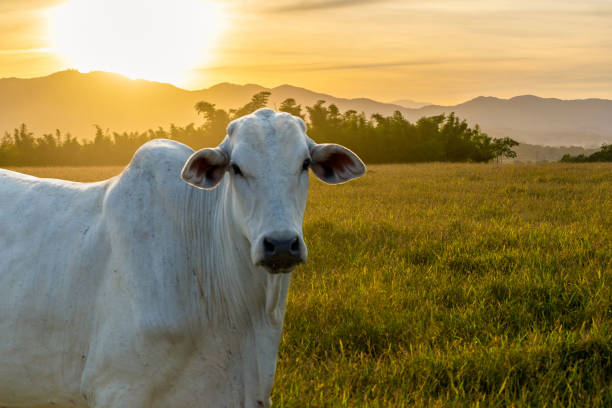 bétail de nelore au coucher du soleil à la fin de la journée. - année du mouton photos et images de collection