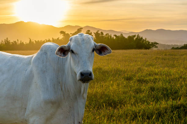 Nelore cattle at sunset at the end of the day. Nelore cattle at sunset at the end of the day chinese zodiac sign photos stock pictures, royalty-free photos & images