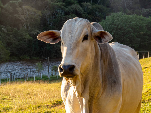 detail of nelore cattle detail of nelore cattle at the end of the day santana photos stock pictures, royalty-free photos & images