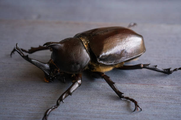 istock Japanese rhinoceros beetle 1312604991
