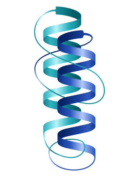 Protein structure - 2 spirals in 3D Protein 3D icon with 2 sample spirals - 3D structure solved by X-ray crystallography, with folded and unfolded fragments. Isolated vector illustration physical structure stock illustrations