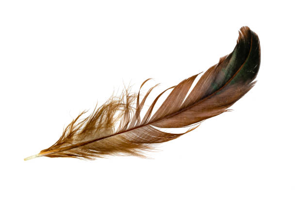 istock black and brown feathers of a rooster on a white isolated background 1312607682