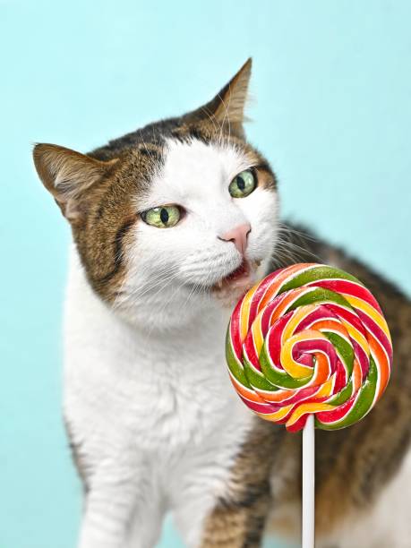 istock Funny tabby cat sniffs a colorful Lollipop on a turquoise green background. 1312611233