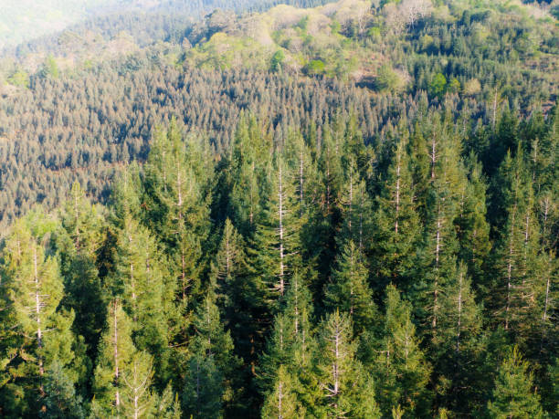 istock Redwood forest as seen from above 1312612149