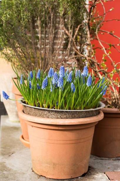istock little yellow daffodils in spring Amsterdam 1312612643