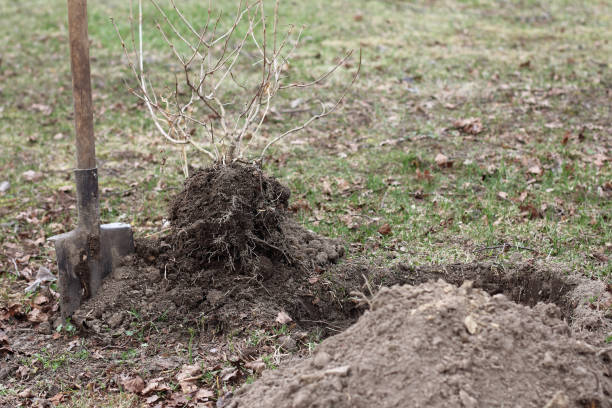 istock decorative garden decoration 1312613389