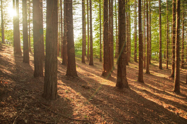 istock Redwood forest at sunset 1312613444