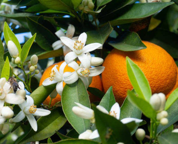istock Valencian orange and orange blossoms. Spain. 1312613711