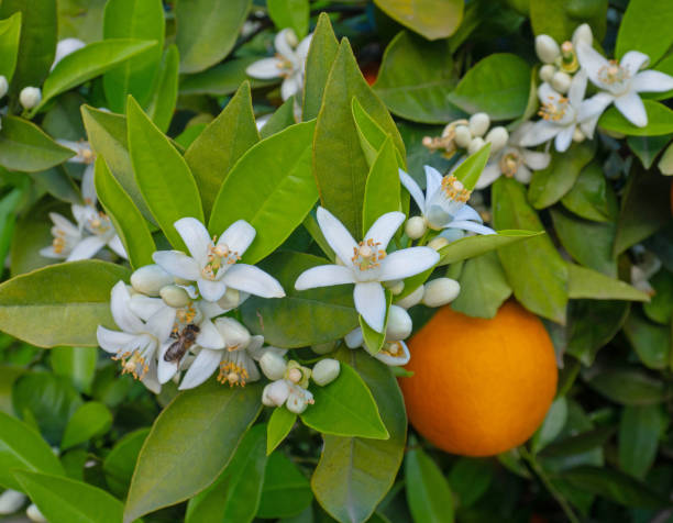 istock Valencian orange and orange blossoms. Spain. 1312613748