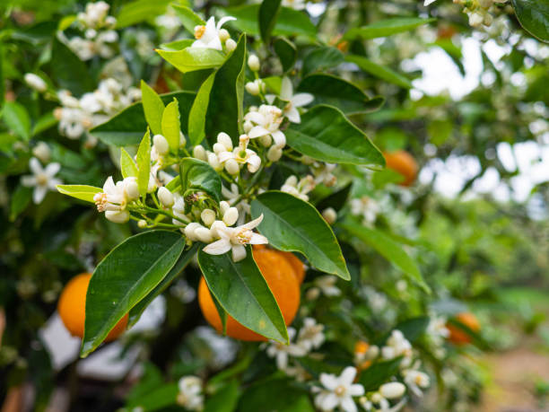 istock Valencian orange and orange blossoms. Spain. 1312613917