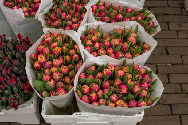 istock spring flowers in Amsterdam 1312615374