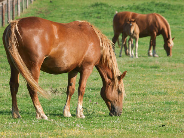 istock Rare Breed Suffolk Horse 1312615553