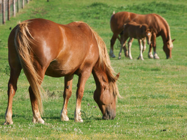 istock Rare Breed Suffolk Horse 1312615578