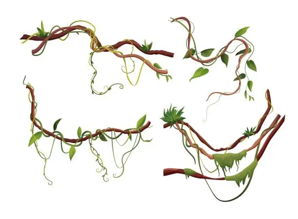 Vector illustration of Liana or vine winding branches cartoon vector illustration. Jungle tropical climbing plants.