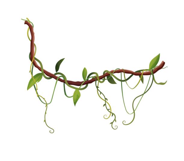 liana oder rebe wickeln zweige cartoon vektor illustration. dschungel tropischen kletterpflanzen. - liana stock-grafiken, -clipart, -cartoons und -symbole