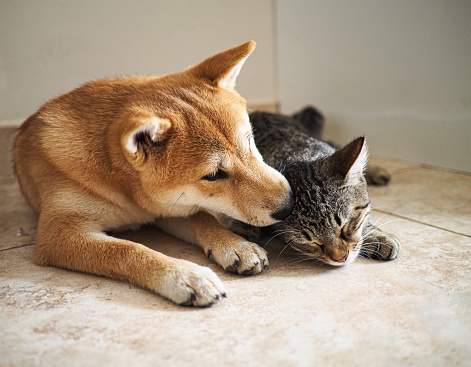 Shiba Inu puppy and his friend grey kitty